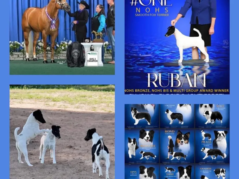 JBK Border Collies & Smooth Fox Terriers