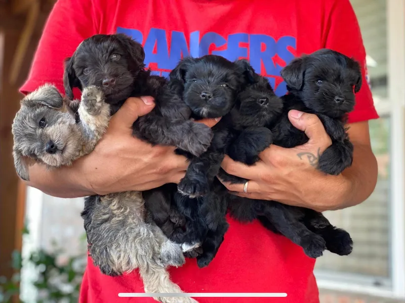 JC miniature schnauzers