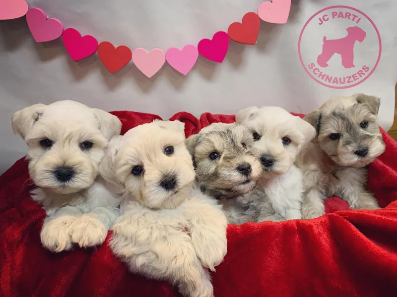 JC Parti Schnauzers