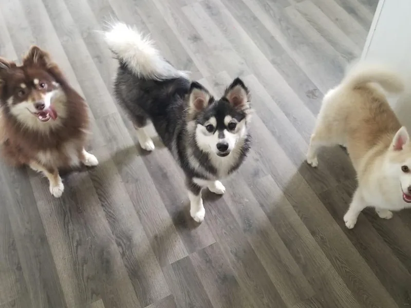 JC's Mitten Pomskies