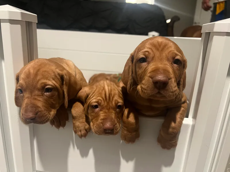 JC Vizsla’s