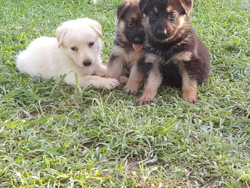 JCR Kennels photo 1