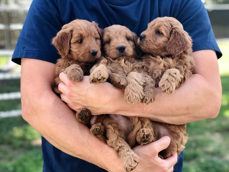 JD Goldendoodles