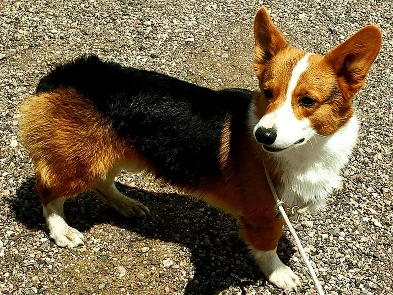 JD's Corgi Kennel