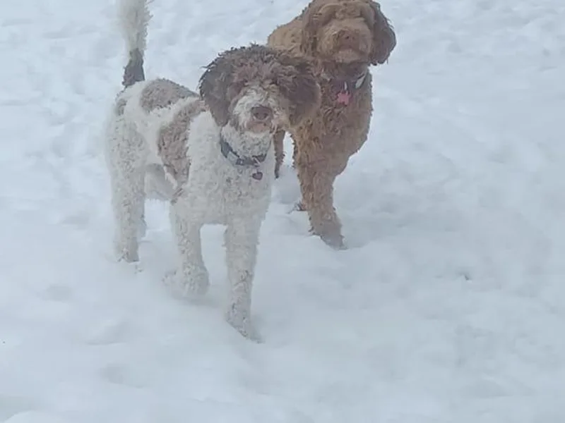 JDoodles photo 1