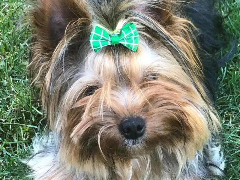 Jeanie's Yorkshire Terriers