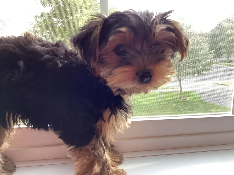 Jeanne's Yorkshire Terriers