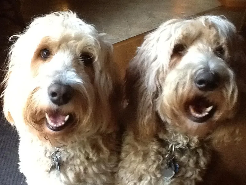Jeannie Stream's Goldendoodles