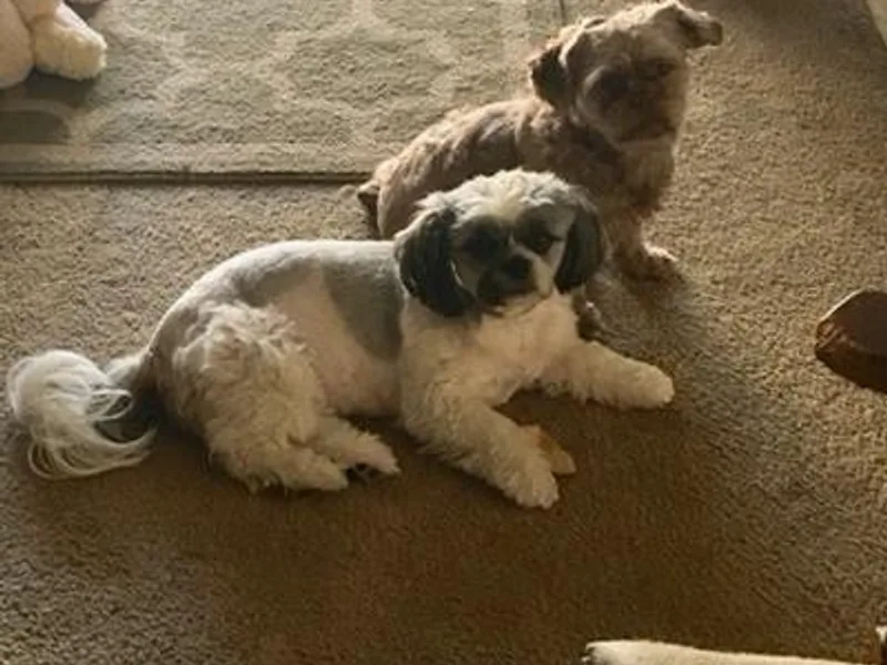 Jeanniebelle’s Sweet Shih Tzus
