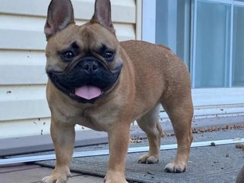 Jeff's French Bulldogs