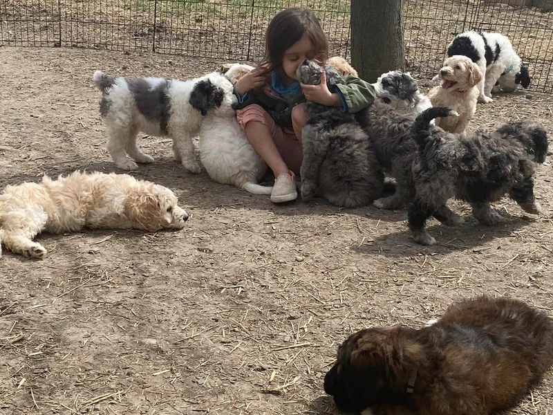 Jeff's St Berdoodles