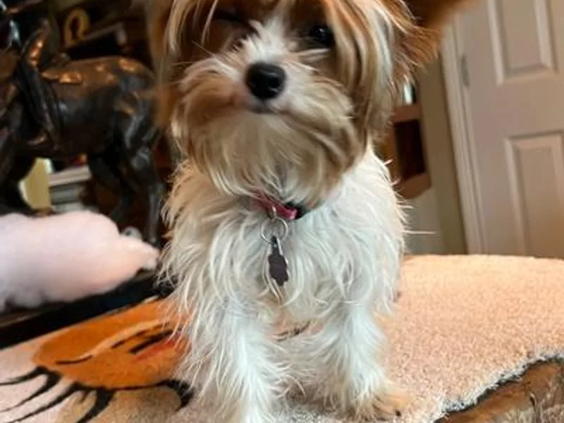 Jeff's Yorkshire Terriers