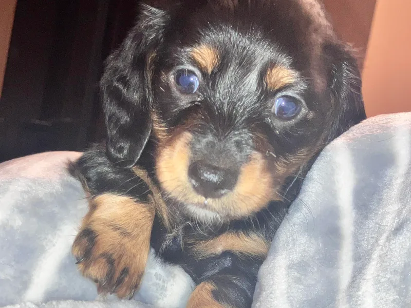 Jeffrey's Dachshunds
