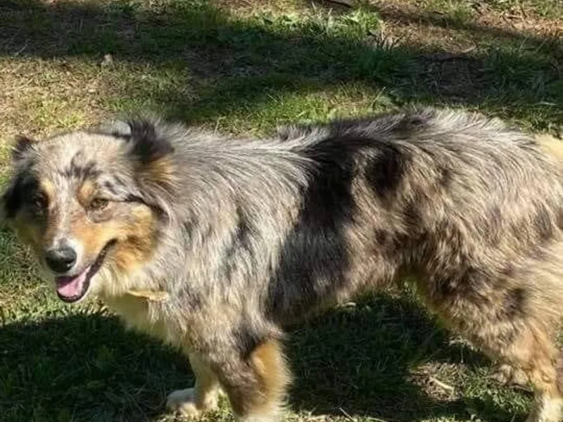 Jellico Creek Poodles