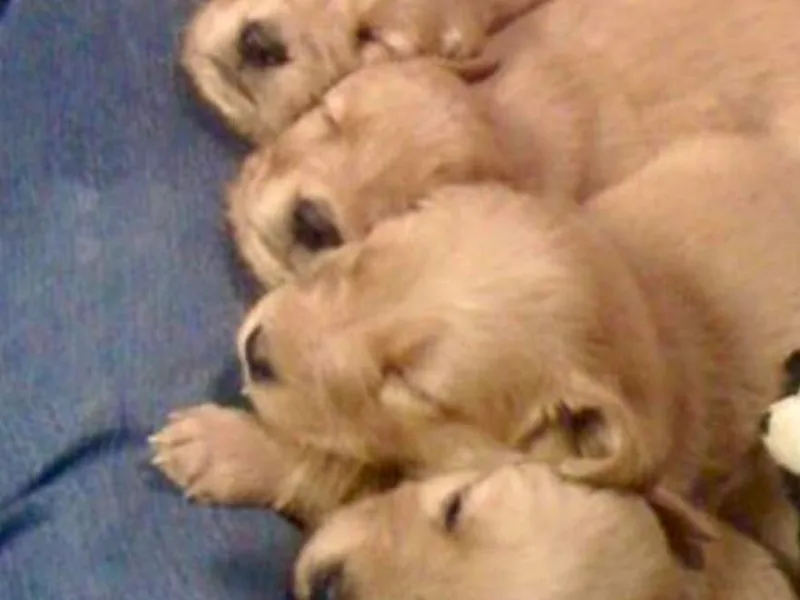 Jen's Golden Retrievers