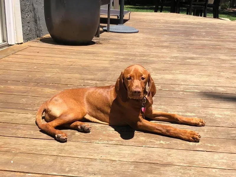 Jen’s Penny Vizslas