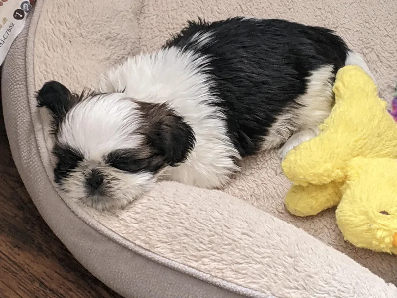 JeN's Shih Tzu