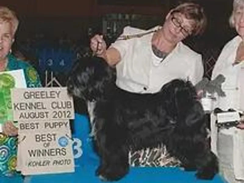 Jen Trinque's Afghan Hounds and Tibetan Terriers