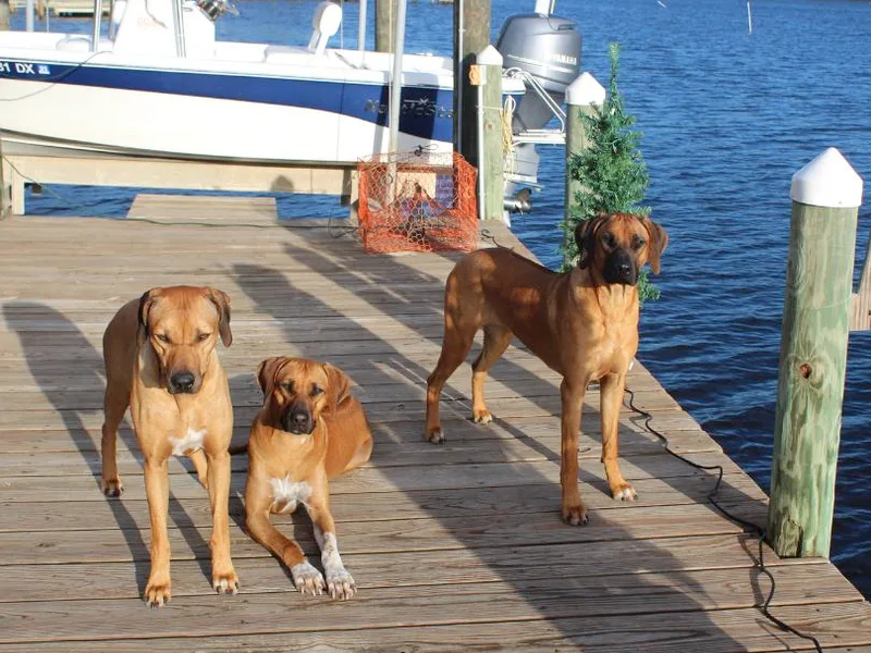 Jen Whirlaway Rhodesian Ridgebacks