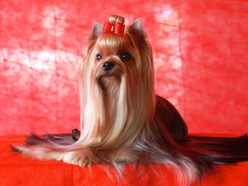 Jeni-Lane's  Yorkshire Terriers