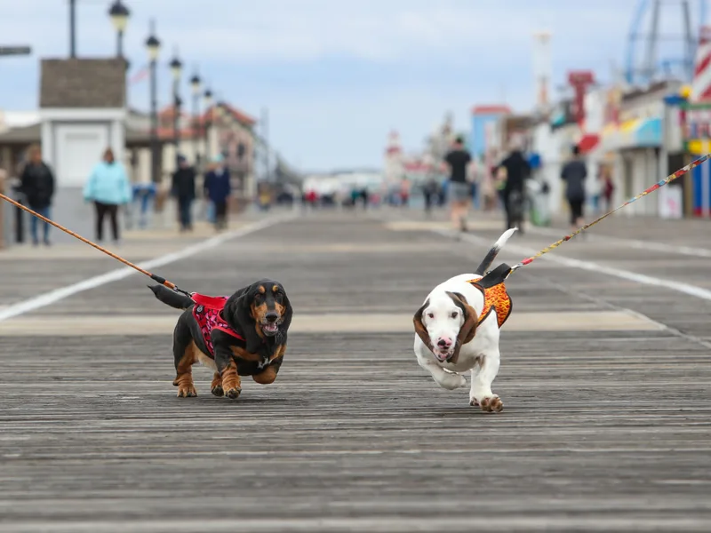 Jenna's Basset Hounds
