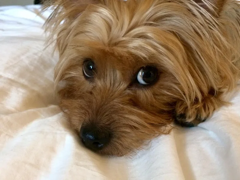 Jenna’s Yorkies