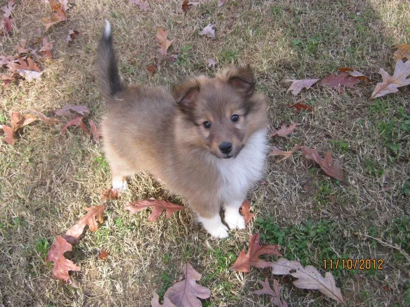 Jennette Chaney's Shetland Sheepdogs