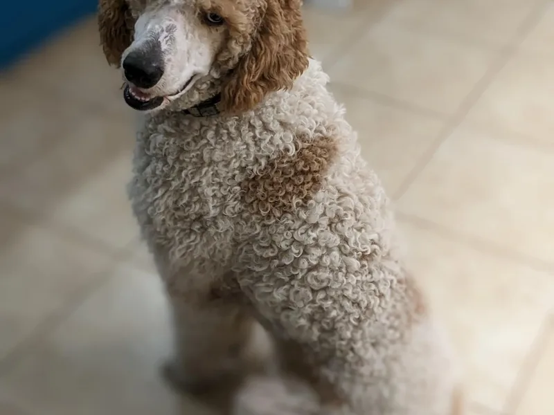 Jenni Durham's Poodles