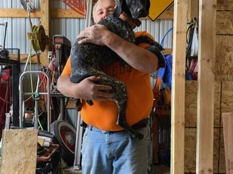 Jennie Henry's German Shorthaired Pointers