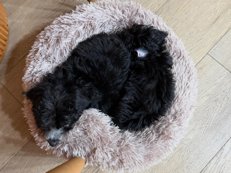 JennieMiniPets photo 1