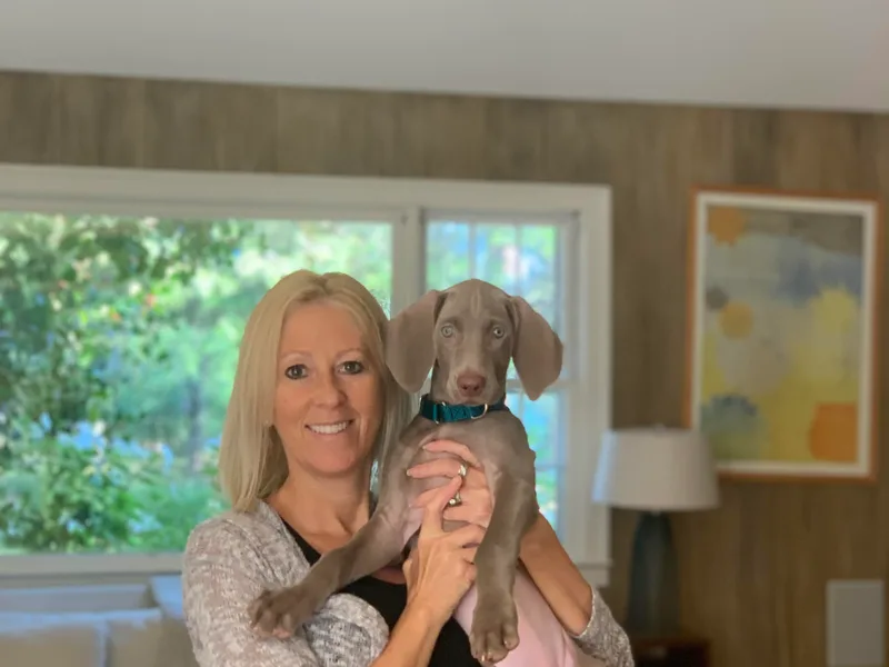 Jennifer Anne's Weimaraners