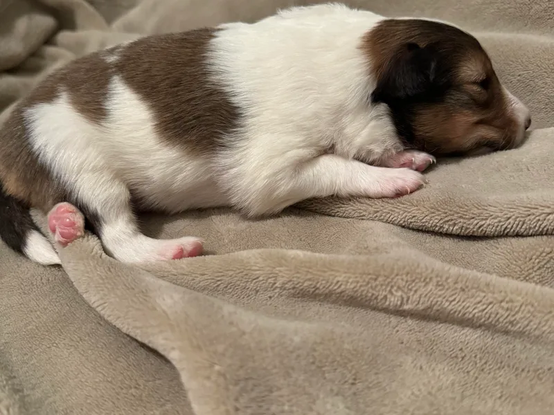 Jennifer Bertke's Sheltie’s