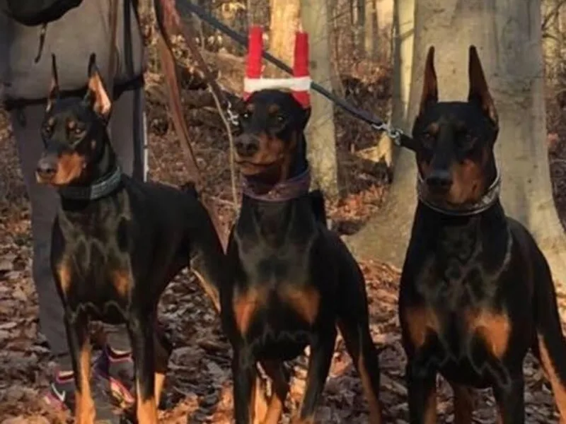 Jennifer DePietro's Doberman Pinschers