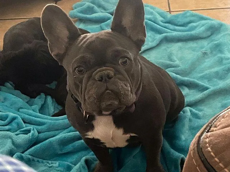Jennifer Estrada's French Bulldogs