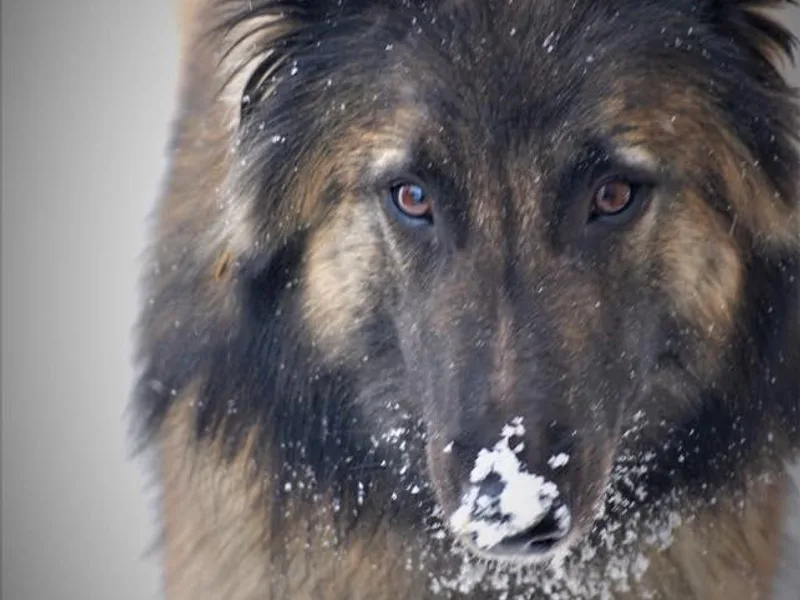 Jennifer Evans' Belgian Tervurens