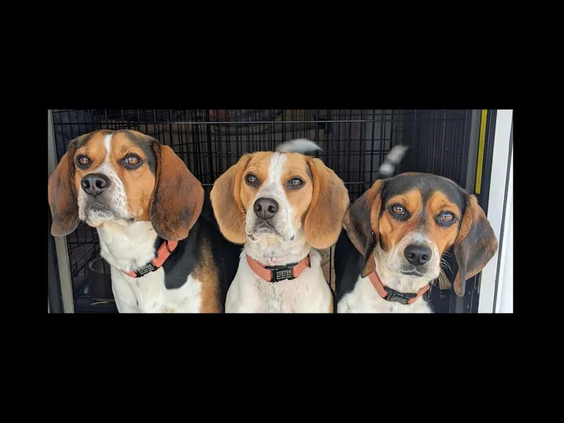 Jennifer Knapp's AKC Beagles