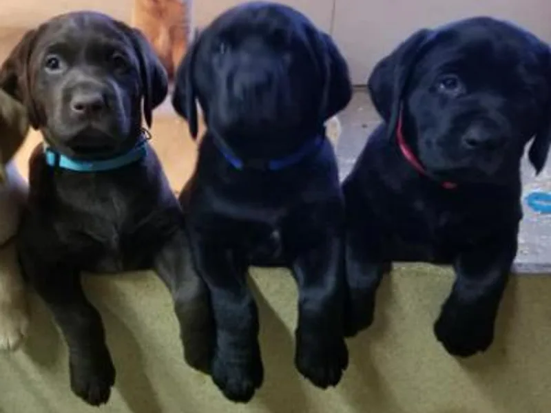 Jennifer Lepak's Labrador Retrievers