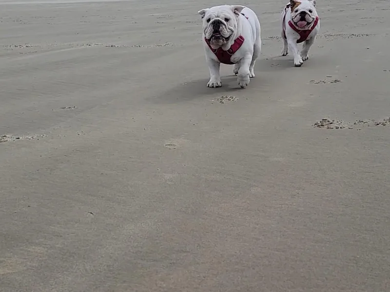 Jennifer May's Bulldogs