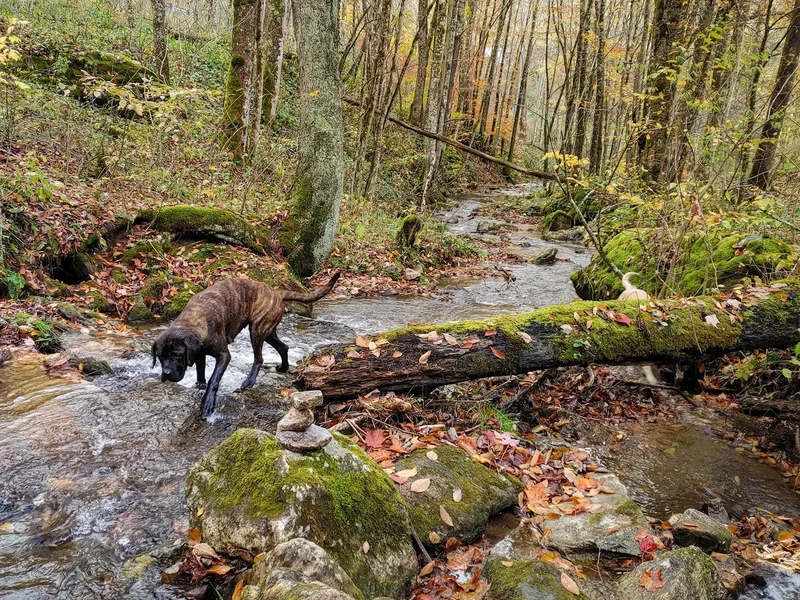 Jennifer s Appalachian Mountain Mastiffs