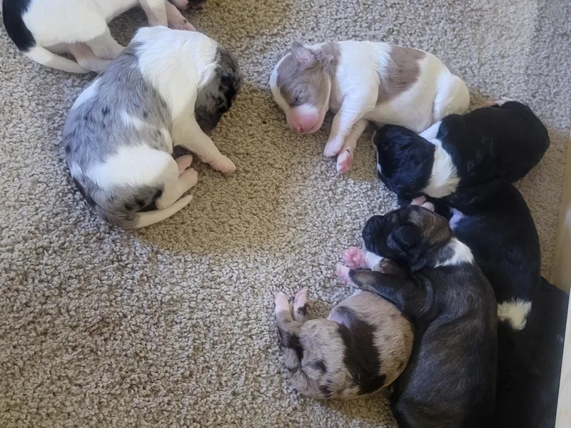 Jennifer's Aussiedoodles