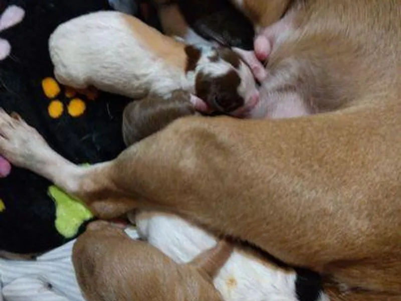 Jennifer's Chihuahuas