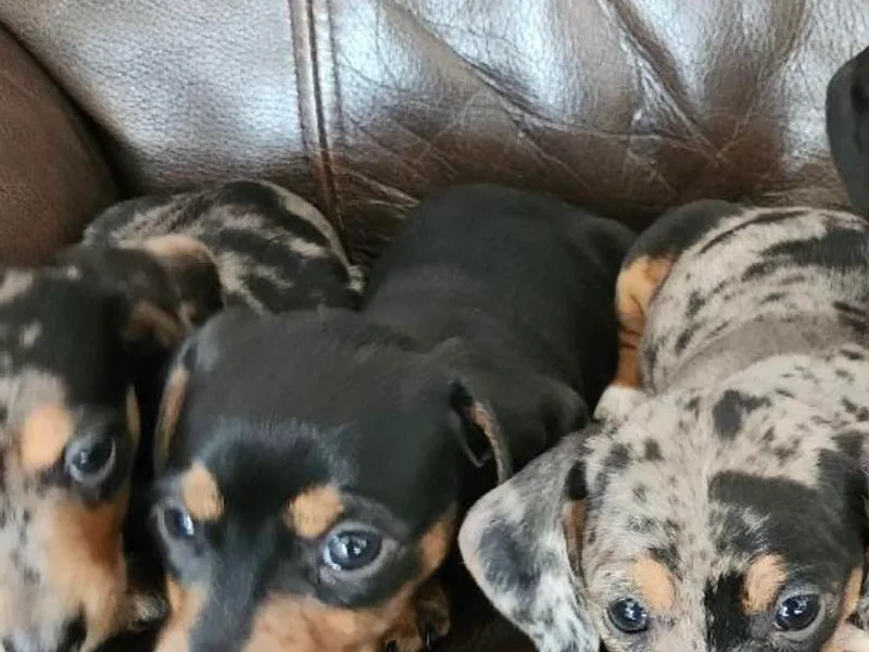 Jennifer's Dachshunds