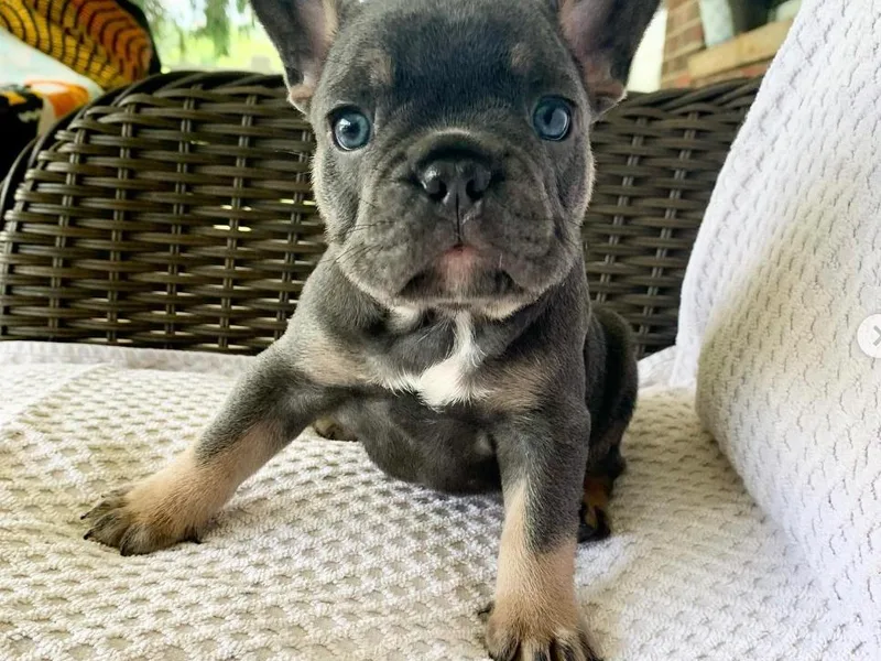 Jennifer's French Bulldogs