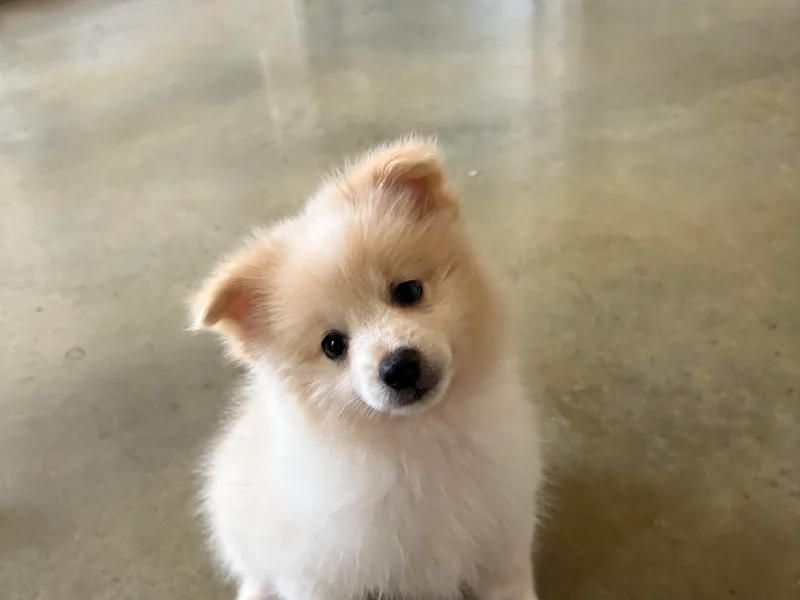 Jennifer's Pomeranians