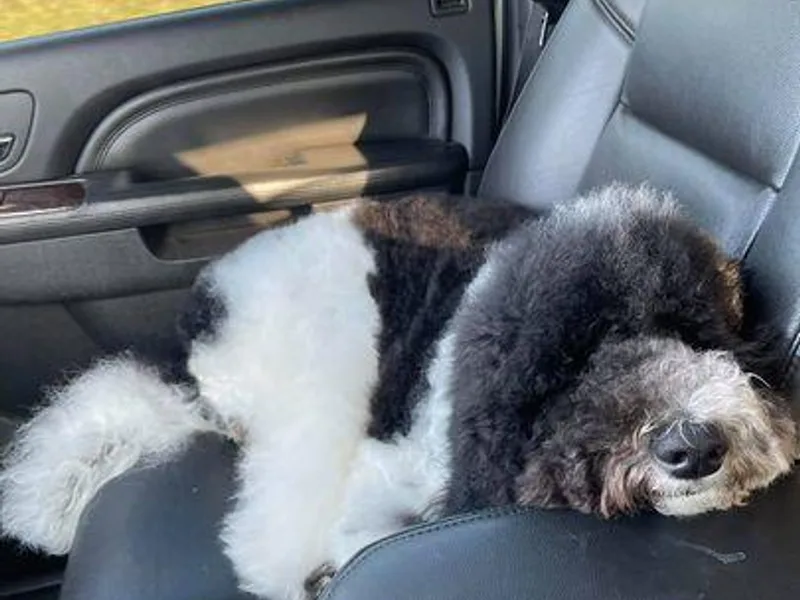 Jennifer's Poodles
