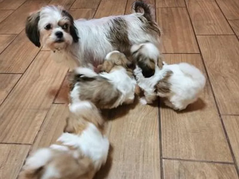 Jennifer's Shih Tzus