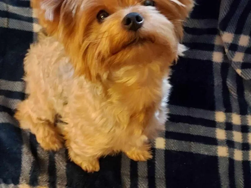 Jennifer's Yorkshire Terriers