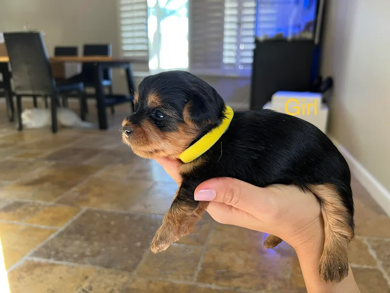 Jennifer's Yorkshire terriers