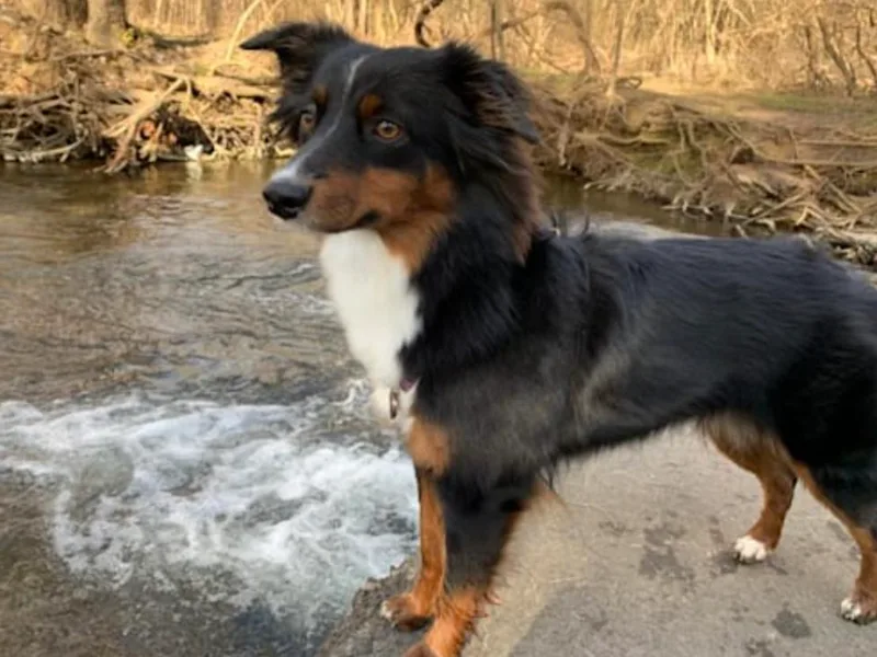 Jennifer Shaneberger