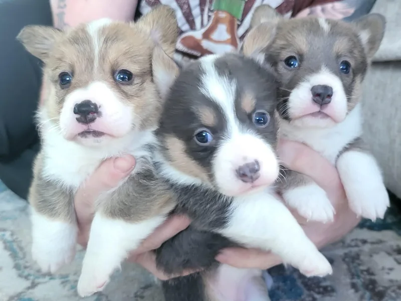 Jenny May’s Corgis